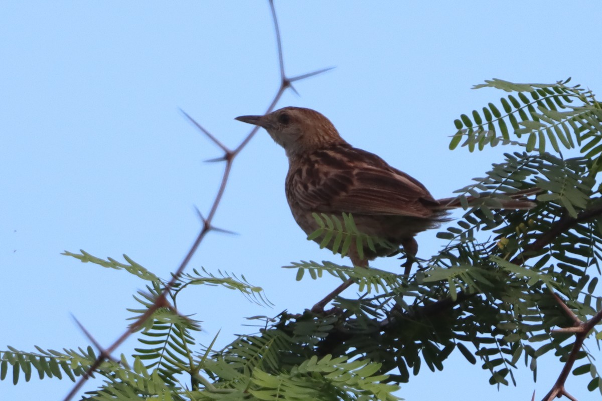 Striated Grassbird - ML620666327