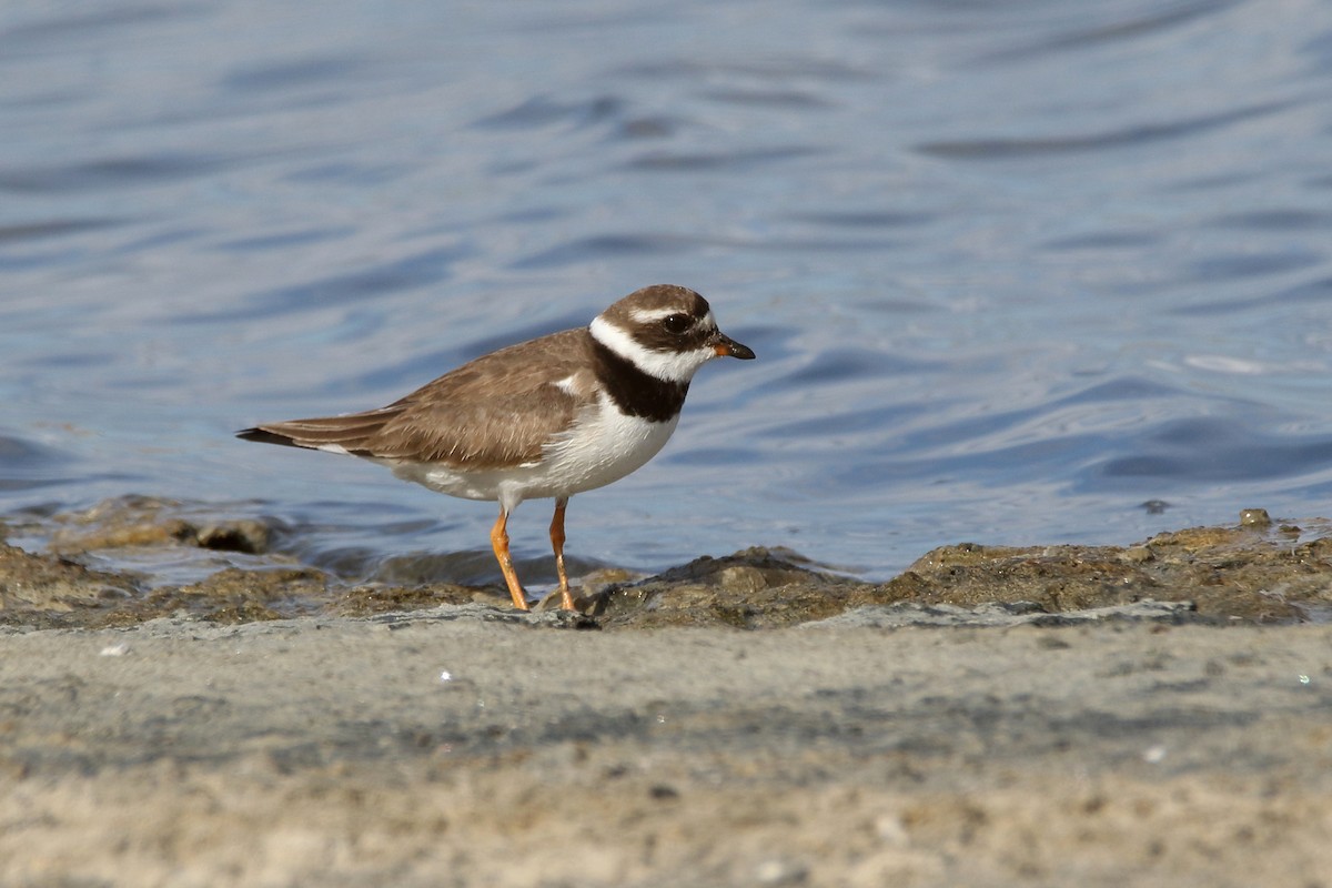 Common Ringed Plover - ML620666328