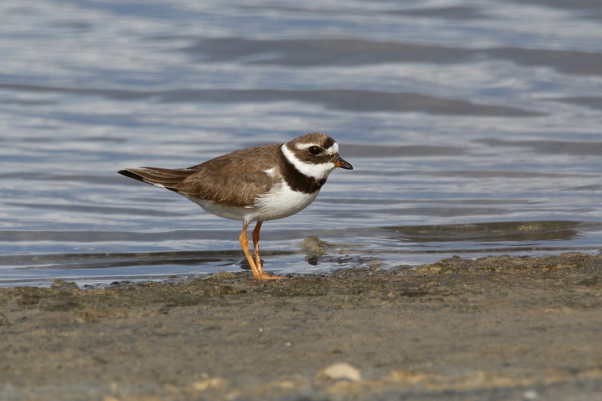 Common Ringed Plover - ML620666329