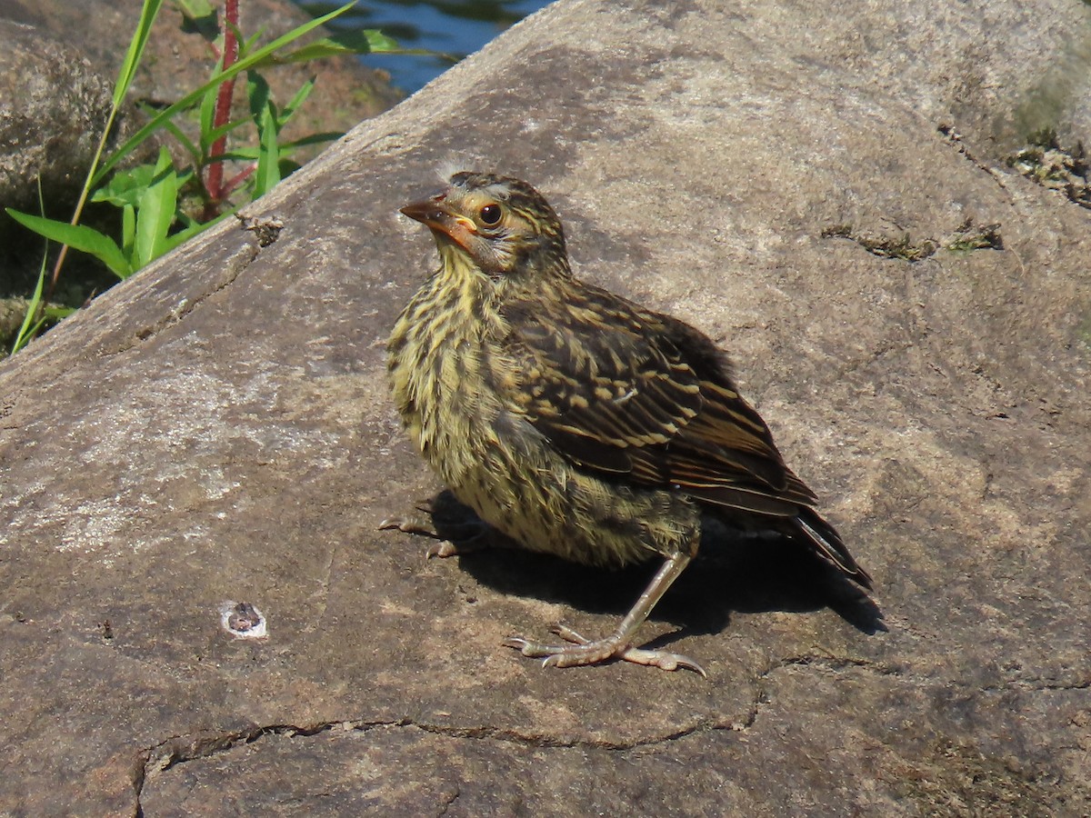 Red-winged Blackbird - ML620666330