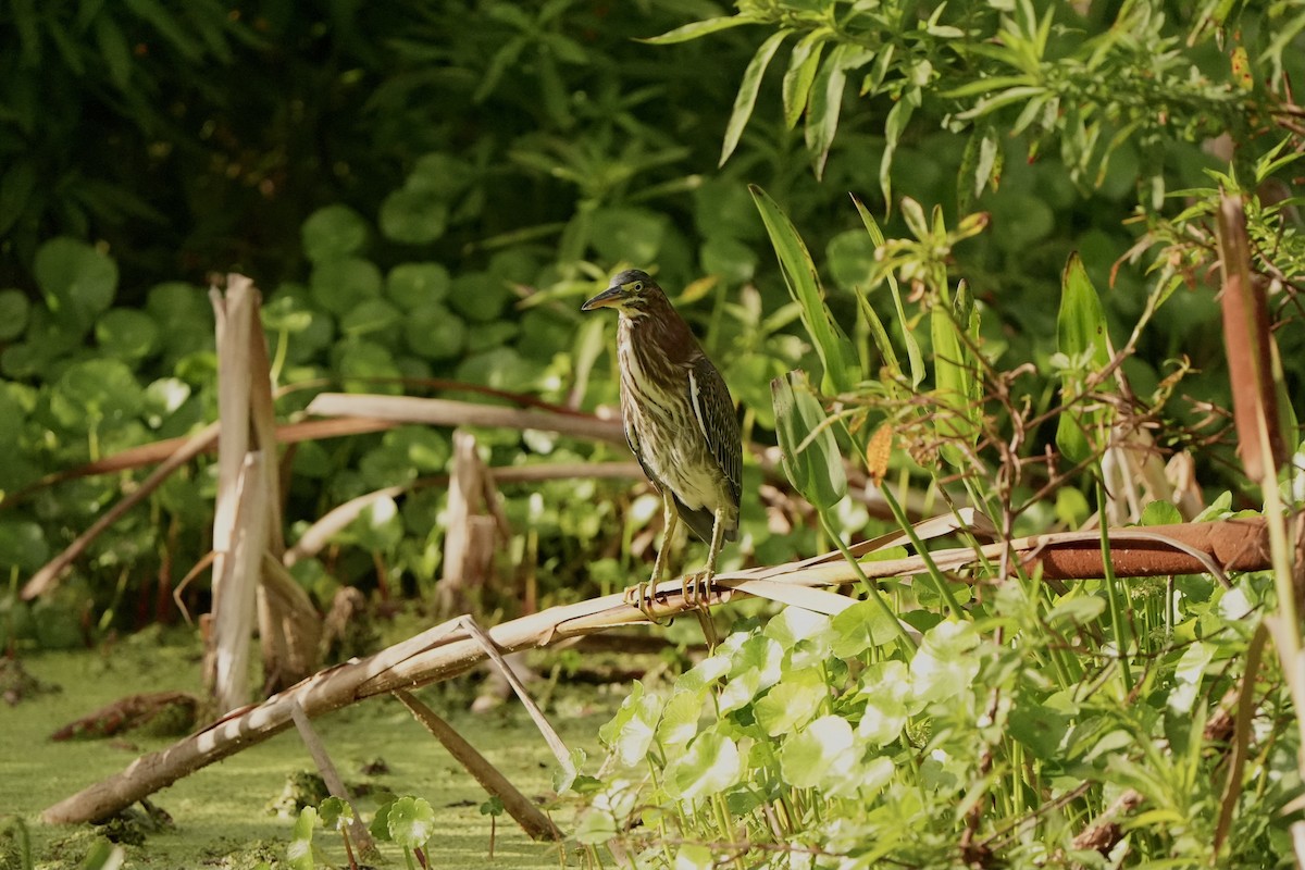 Green Heron - ML620666332