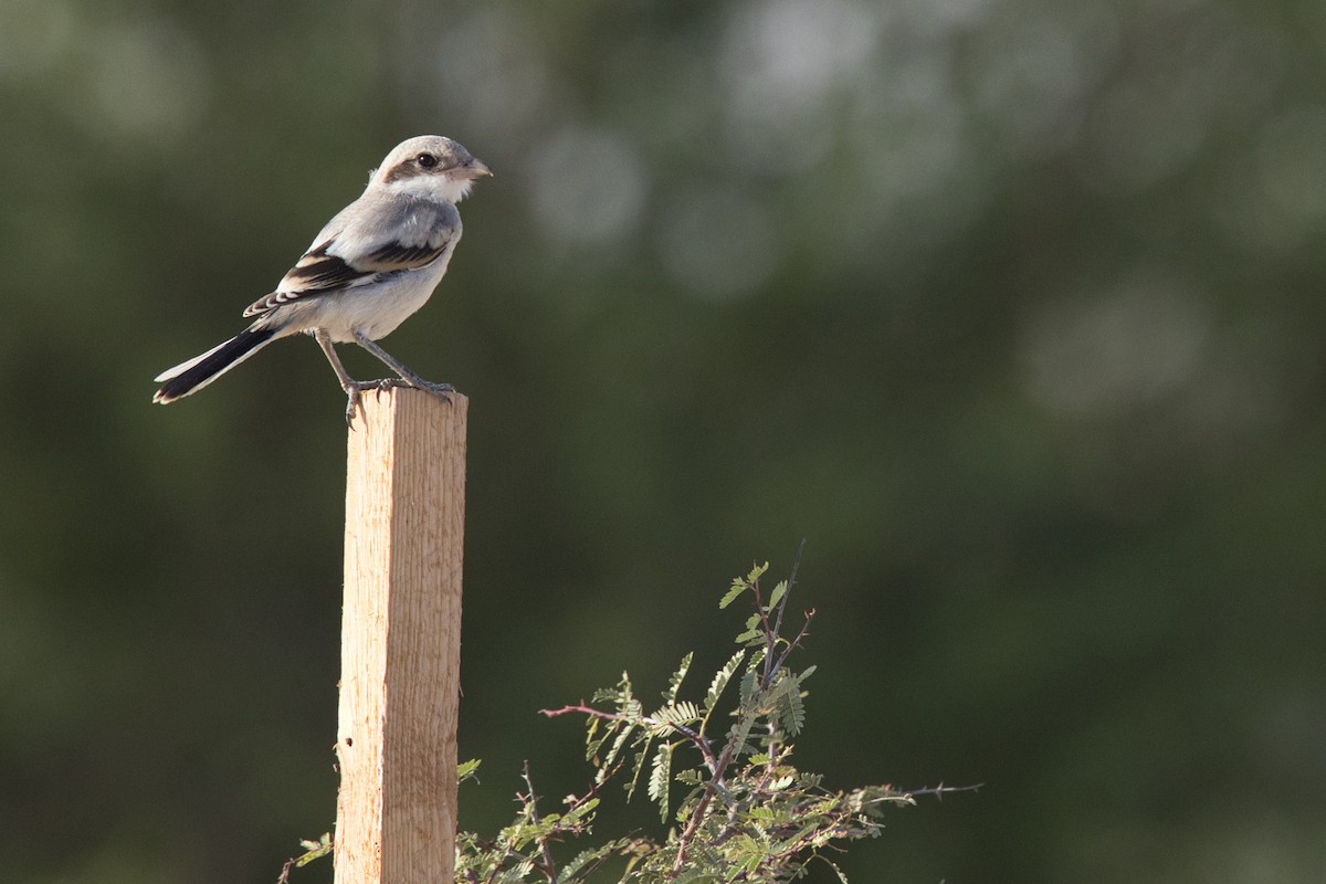 Lesser Gray Shrike - ML620666333