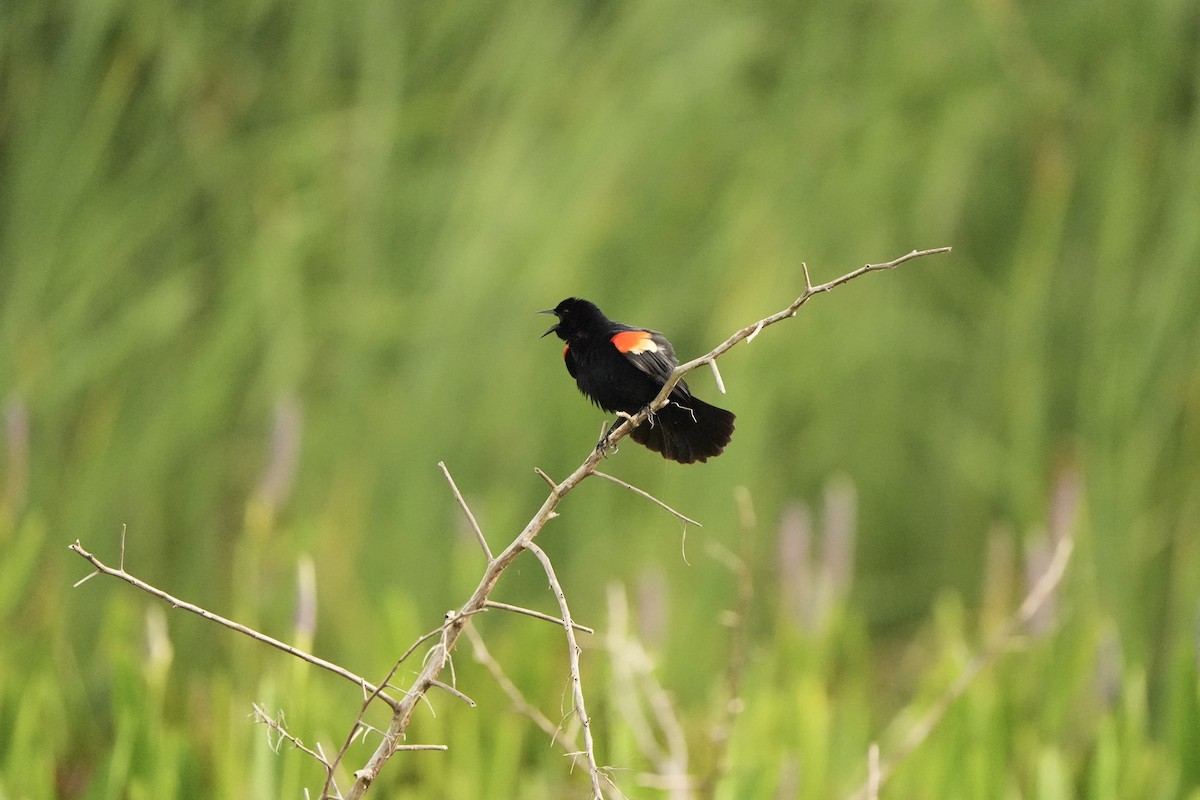 Red-winged Blackbird - ML620666334