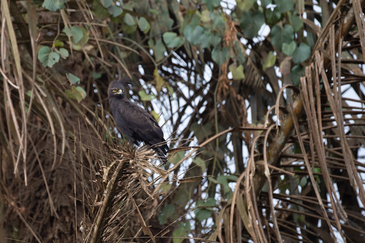 Long-crested Eagle - ML620666335