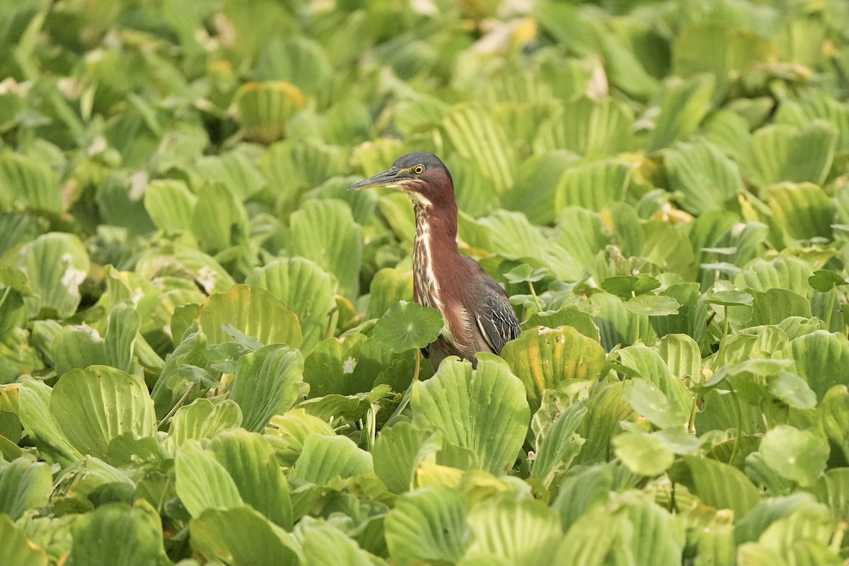 Green Heron - ML620666336