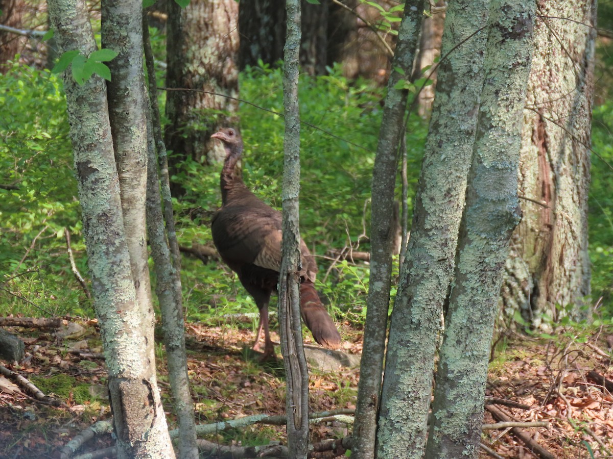 Wild Turkey - ML620666338