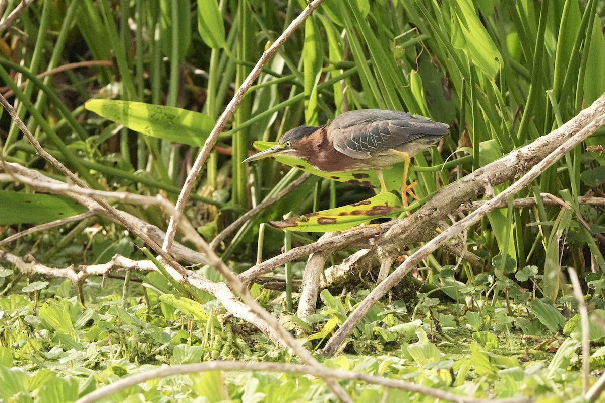 Green Heron - ML620666340