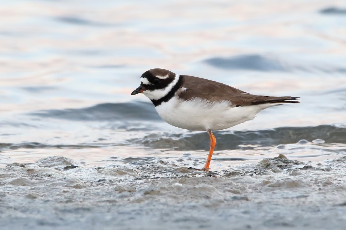 Common Ringed Plover - ML620666341