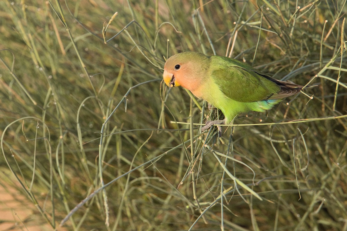 Rosy-faced Lovebird - ML620666342