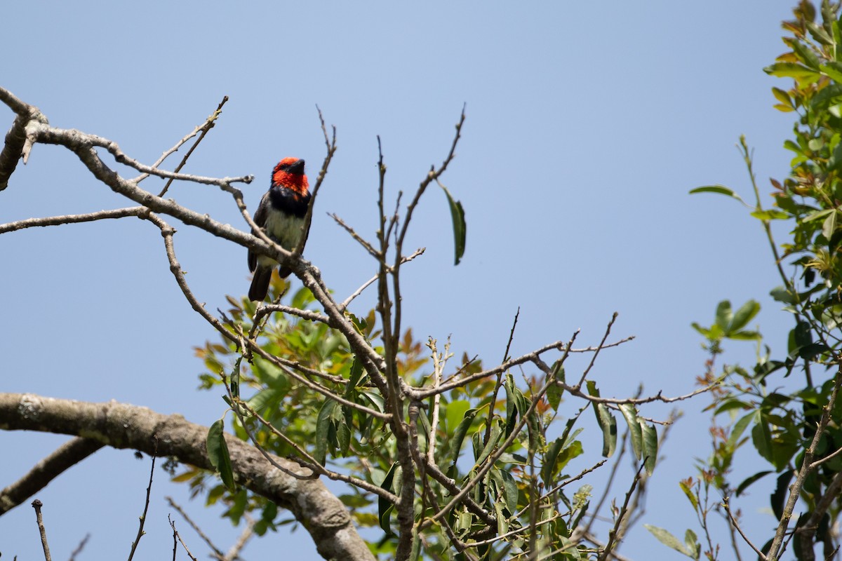 Black-collared Barbet - ML620666344