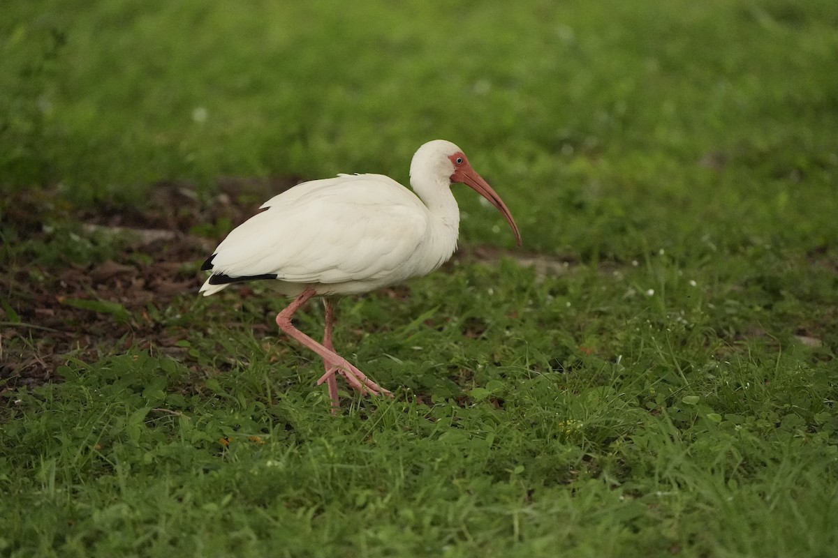 White Ibis - ML620666345