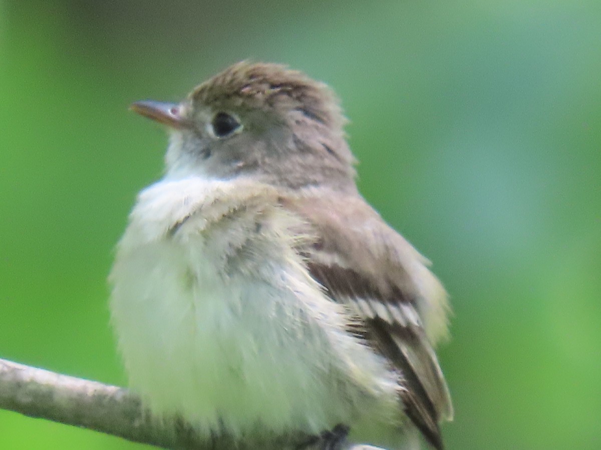 Least Flycatcher - ML620666347