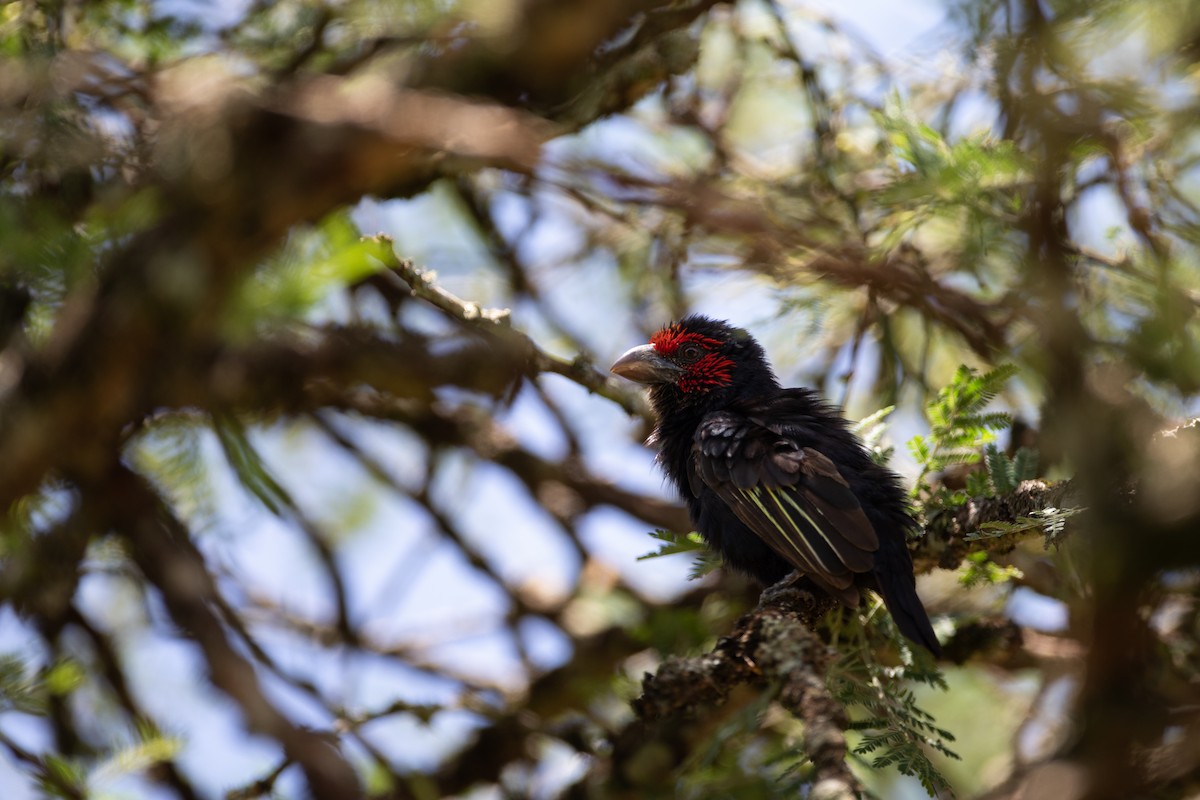 Rotgesicht-Bartvogel - ML620666348