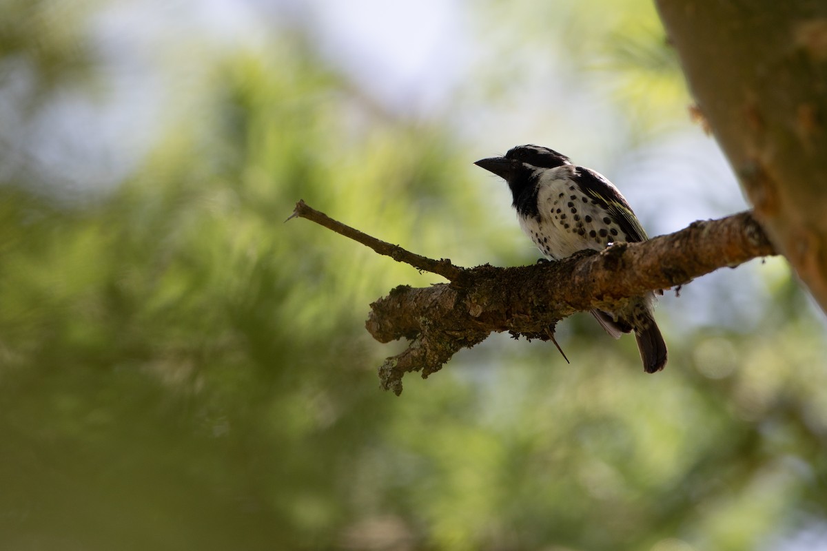 Spot-flanked Barbet - ML620666350