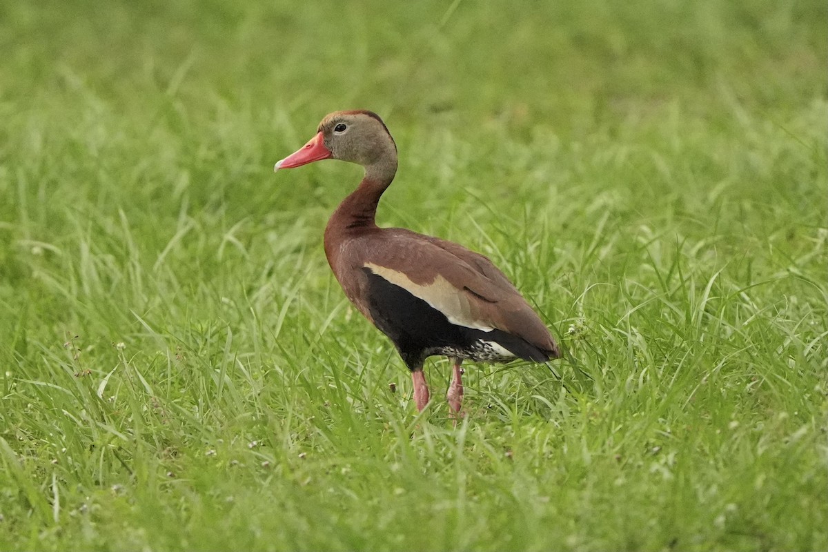 Dendrocygne à ventre noir - ML620666351