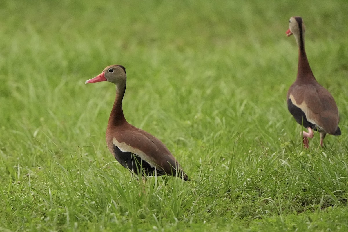 Dendrocygne à ventre noir - ML620666352