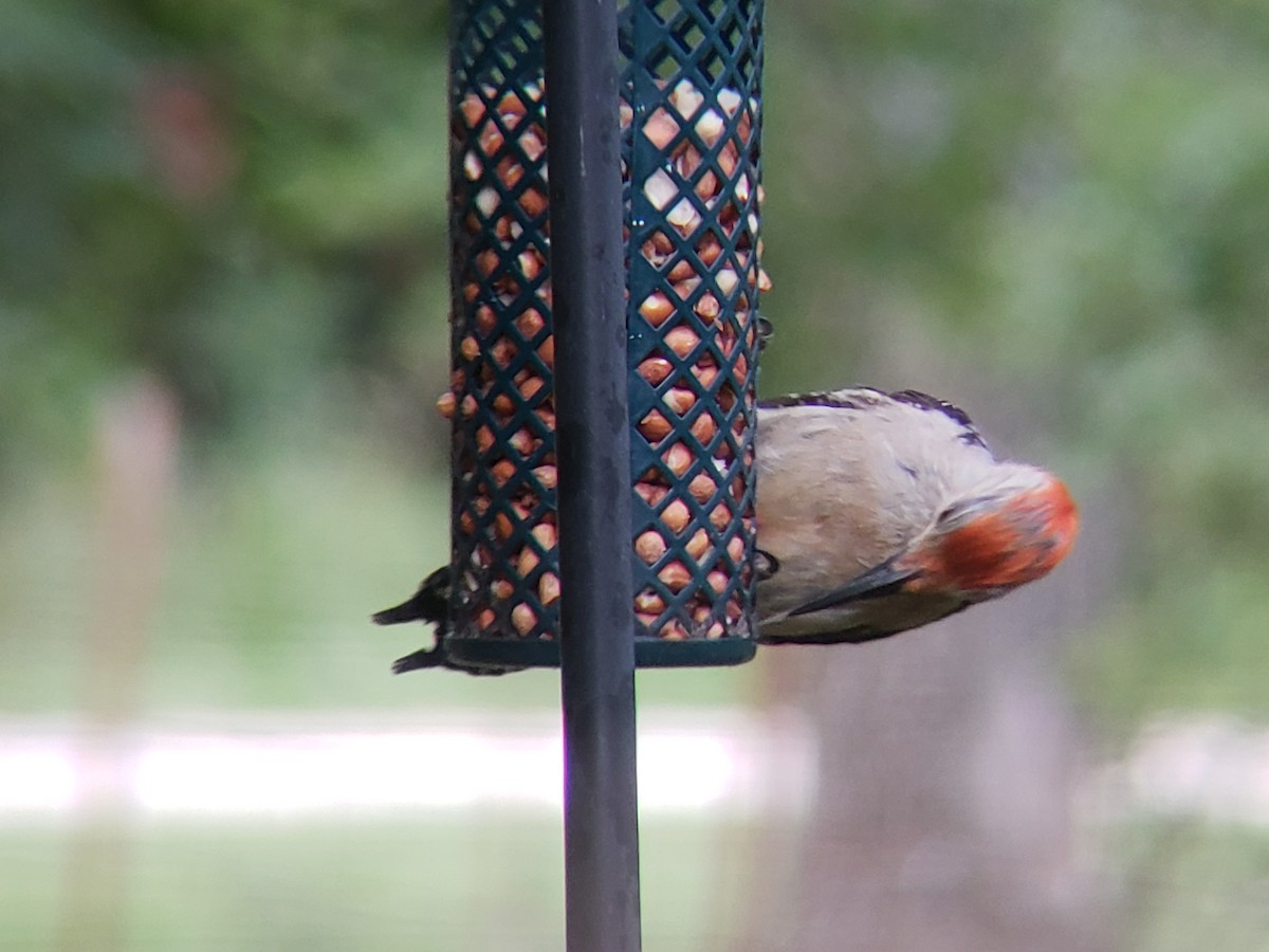 Red-bellied Woodpecker - ML620666353