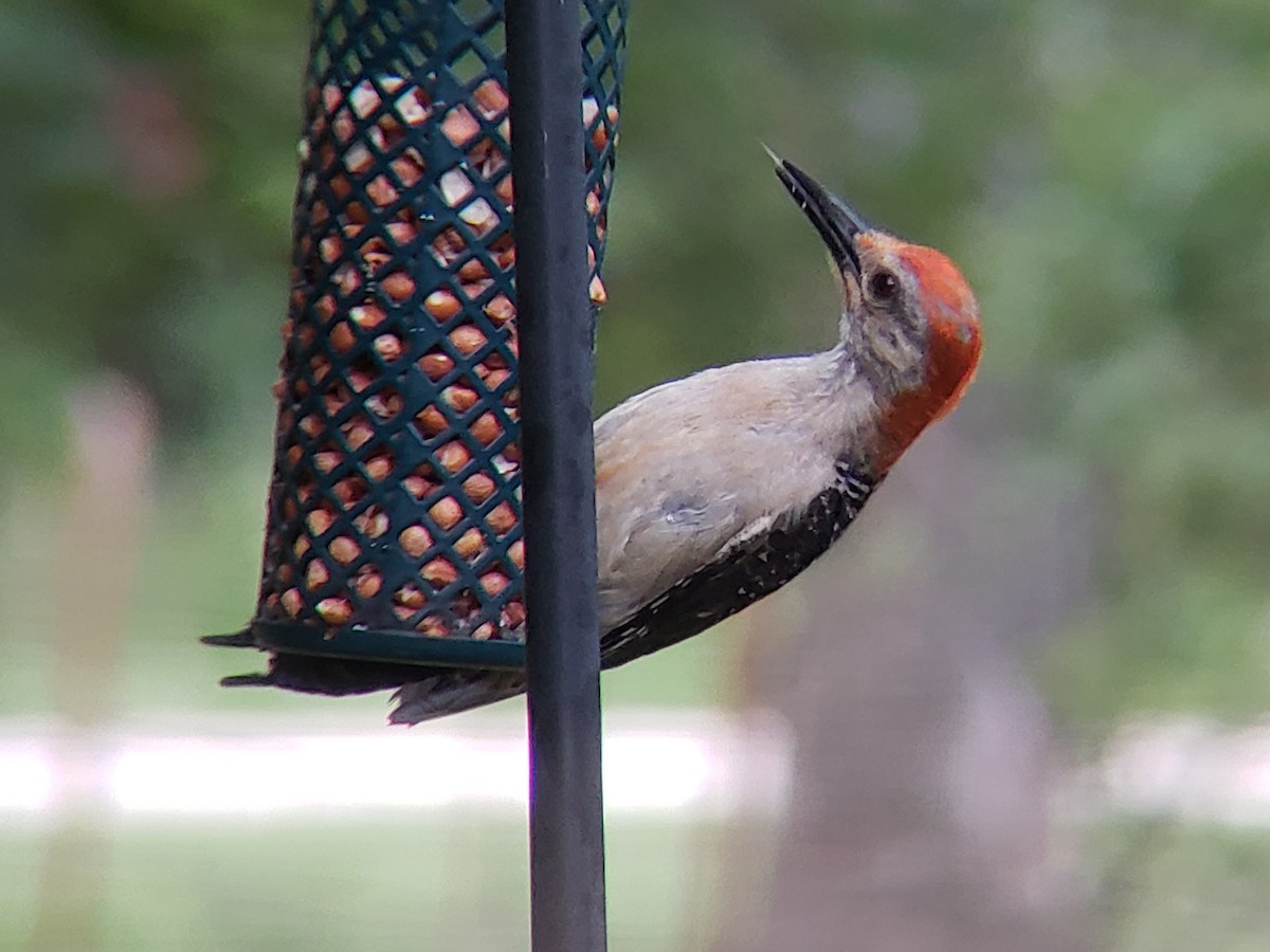 Red-bellied Woodpecker - ML620666354