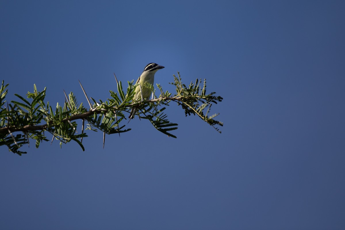 Küçük Maskeli Cüce Barbet - ML620666356