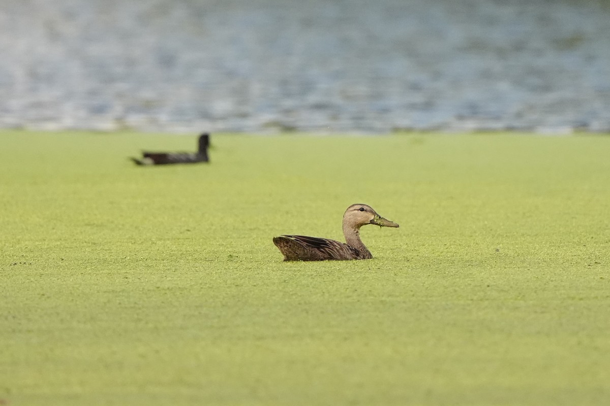 Canard brun - ML620666357