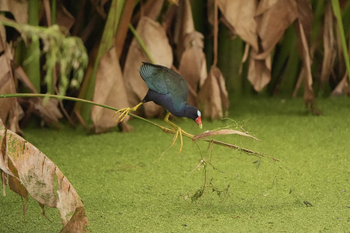 Purple Gallinule - ML620666358