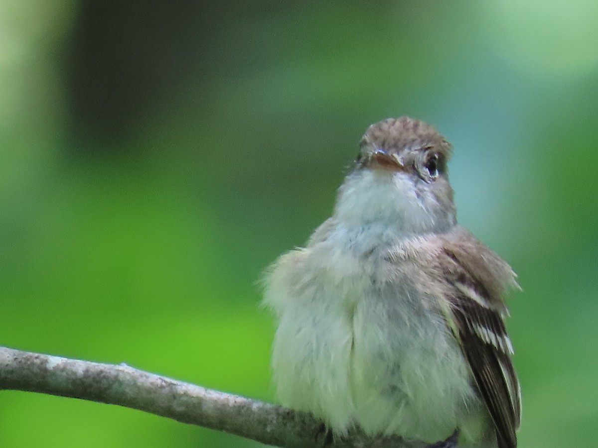 Least Flycatcher - ML620666360