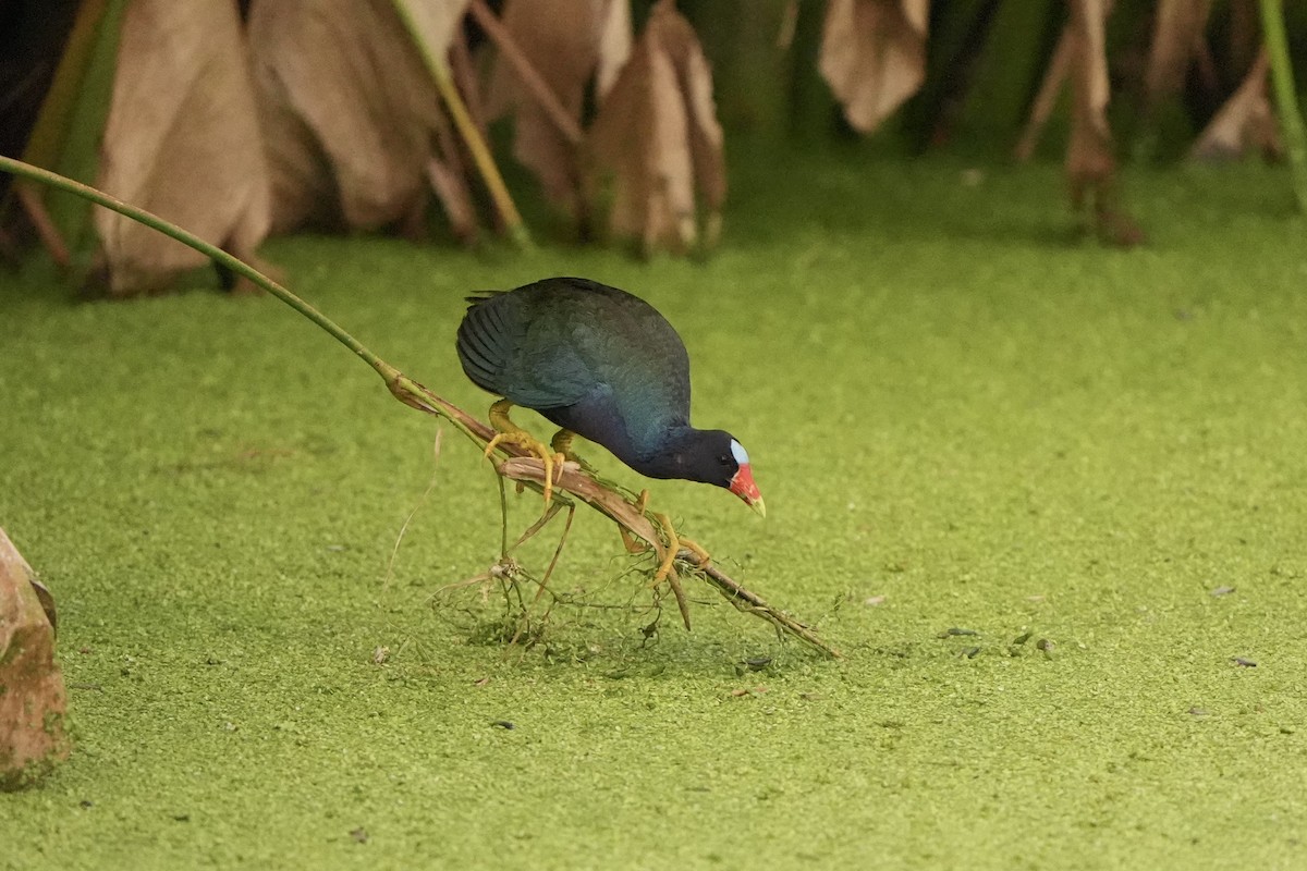 Purple Gallinule - ML620666361