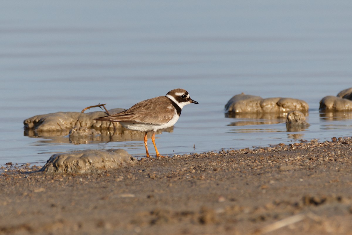 Common Ringed Plover - ML620666362