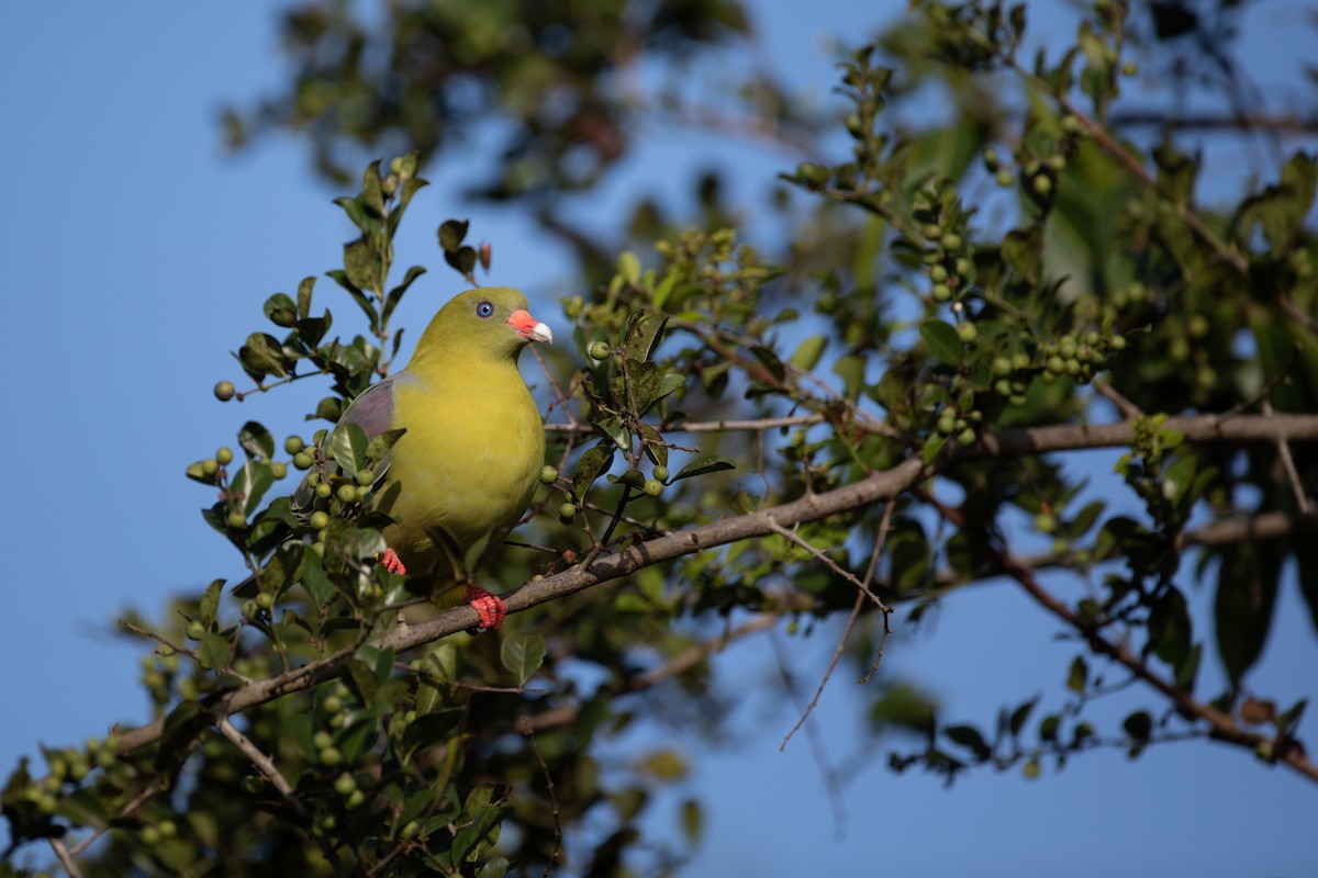 African Green-Pigeon - ML620666365