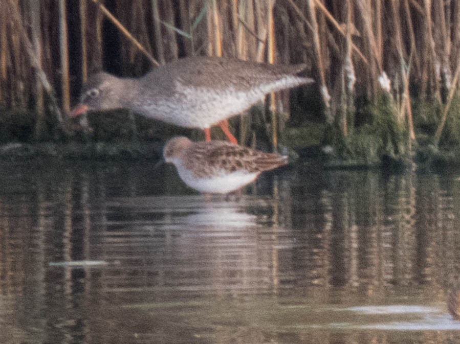 Little Stint - ML620666367