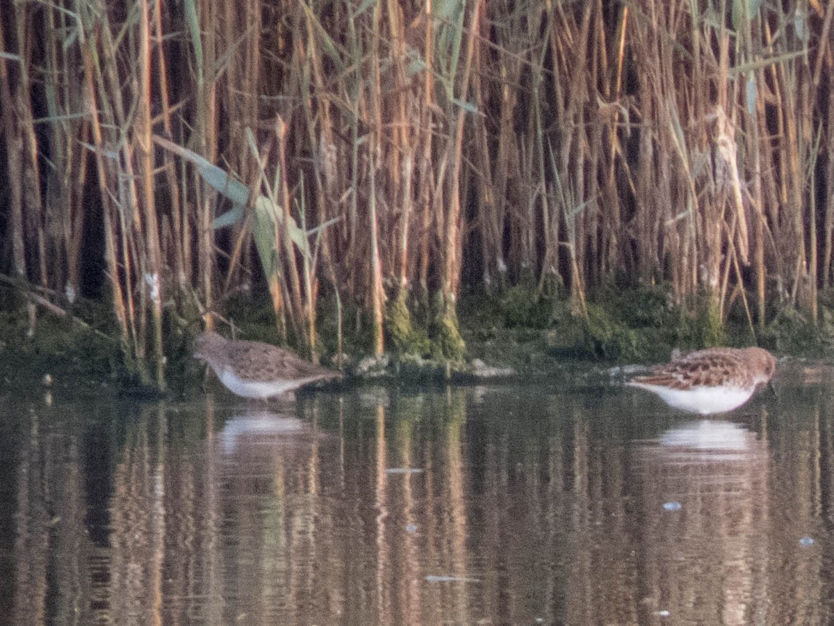 Temminck's Stint - ML620666369