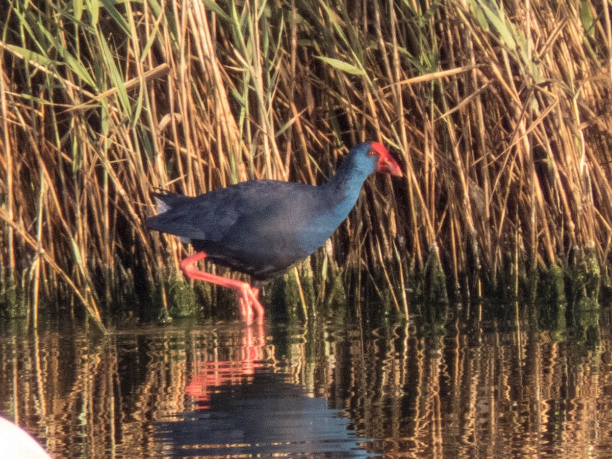 Western Swamphen - ML620666370