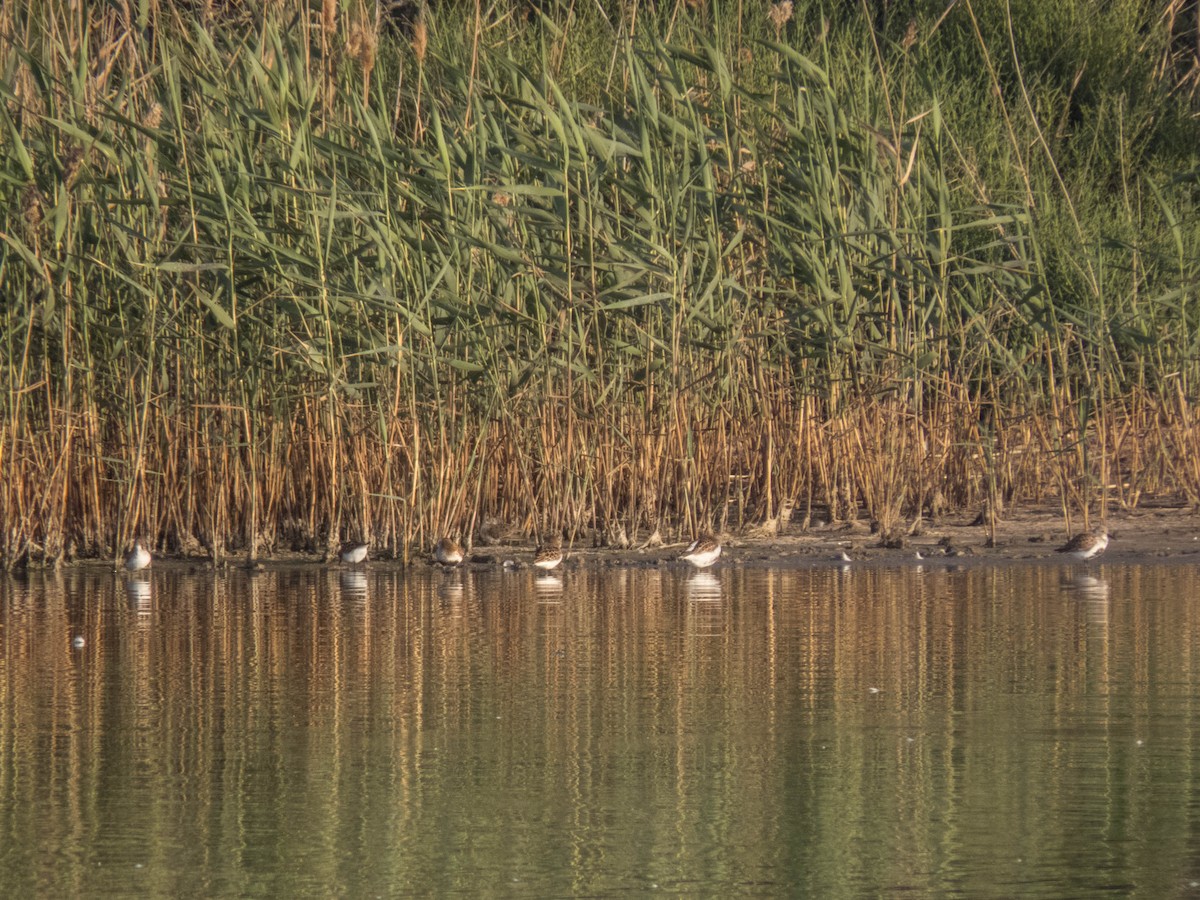 Dunlin - Hugo Schlenker