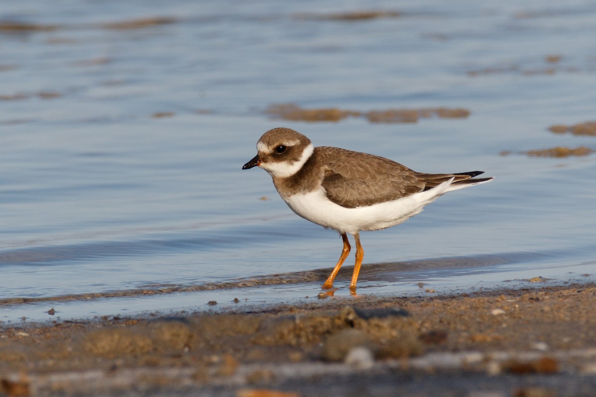 Common Ringed Plover - Delfin Gonzalez