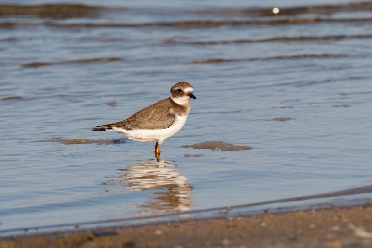 Common Ringed Plover - ML620666375