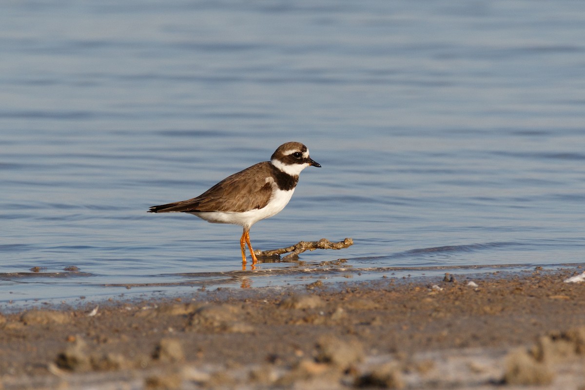 Common Ringed Plover - ML620666376