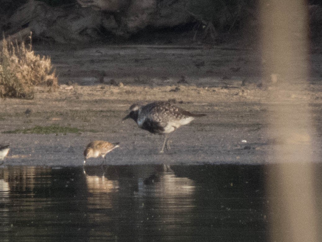 Black-bellied Plover - ML620666378