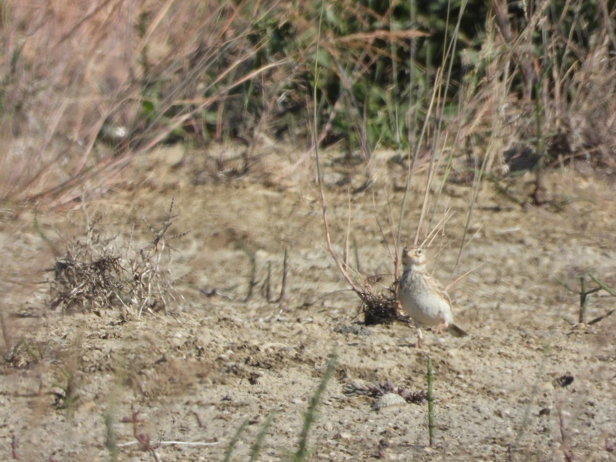 Turkestan Short-toed Lark - ML620666380