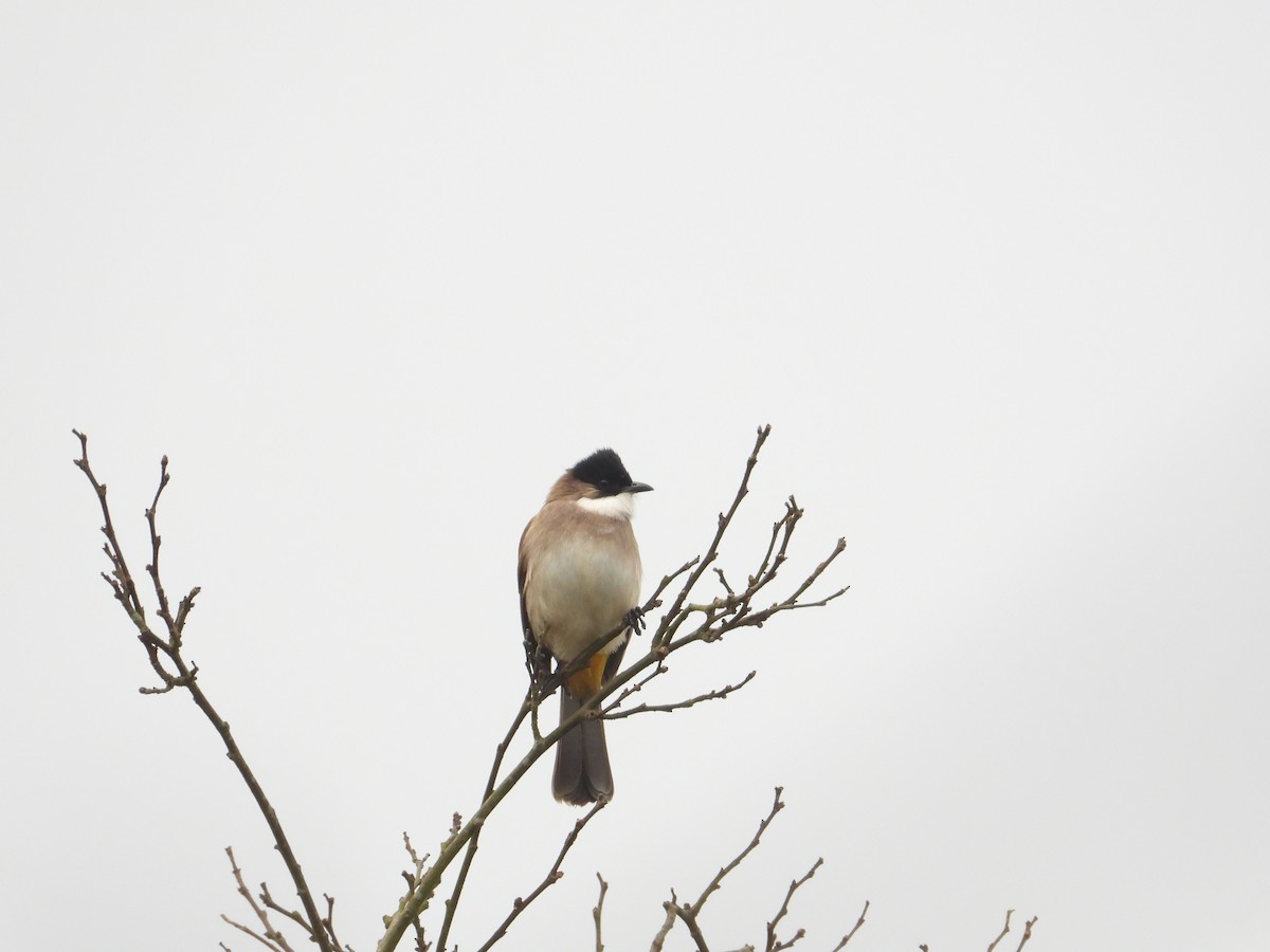 Brown-breasted Bulbul - ML620666384