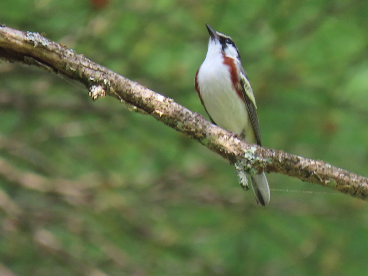 Paruline à flancs marron - ML620666385