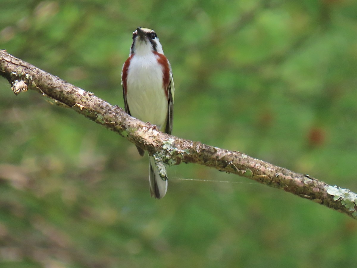 Chestnut-sided Warbler - ML620666386