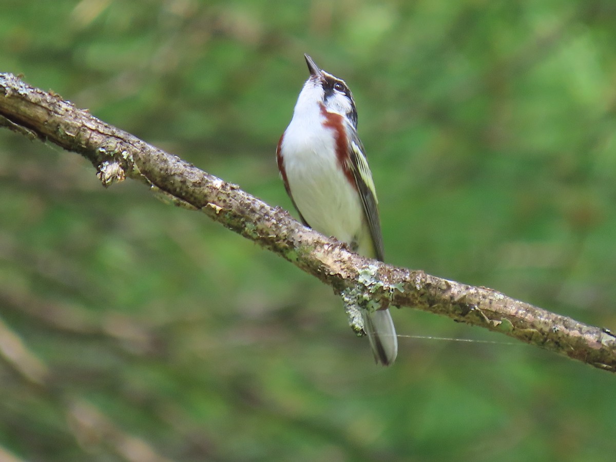 Chestnut-sided Warbler - ML620666387