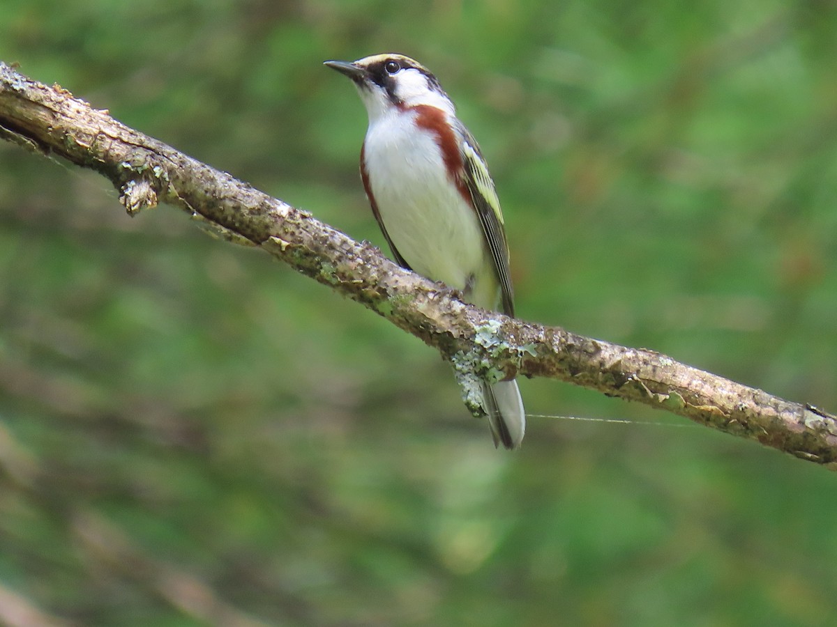 Chestnut-sided Warbler - ML620666388