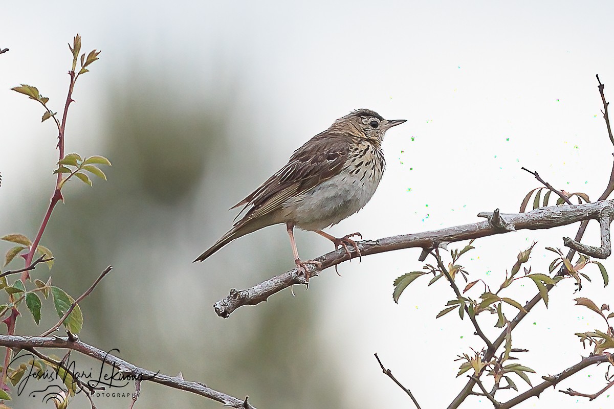 Tree Pipit - ML620666395