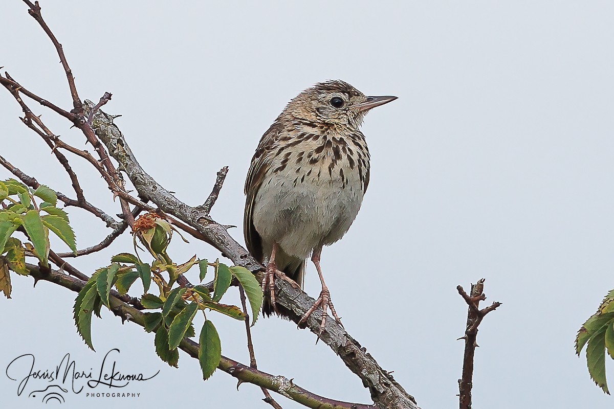 Tree Pipit - ML620666396