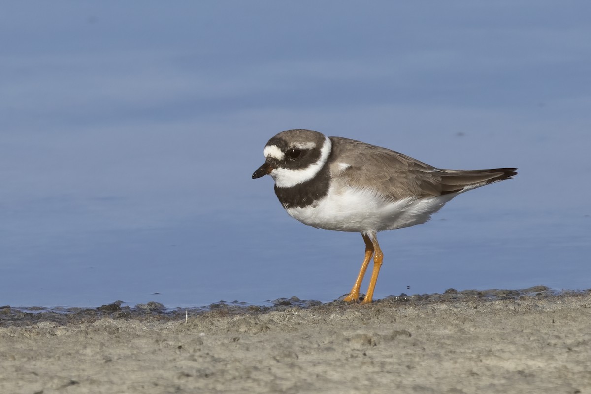 Common Ringed Plover - ML620666397