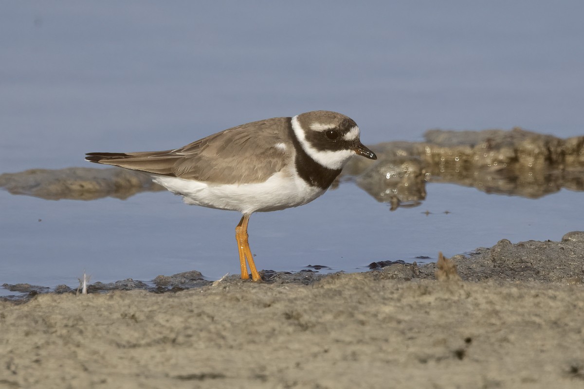 Common Ringed Plover - Delfin Gonzalez