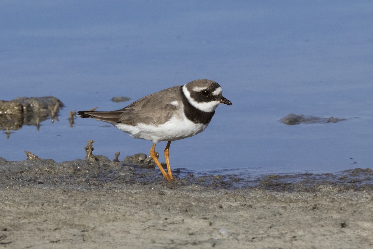 Common Ringed Plover - ML620666399