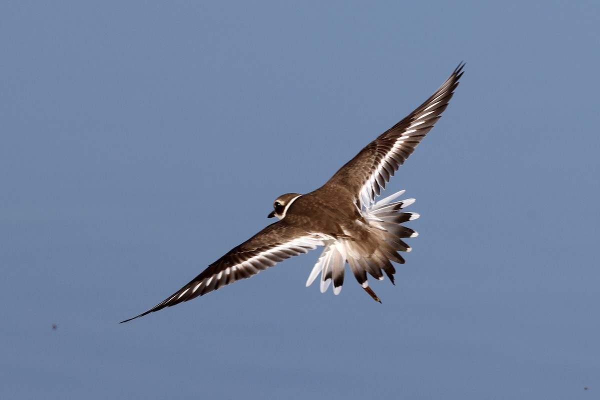 Common Ringed Plover - ML620666400