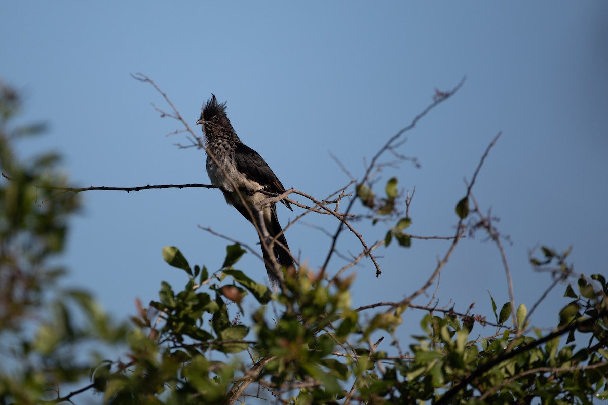 Levaillant's Cuckoo - ML620666401